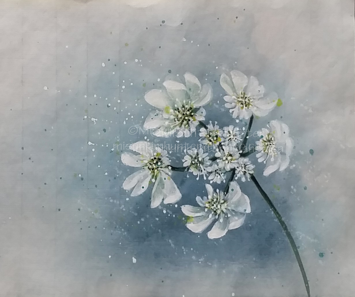 Orlaya Grandiflora